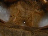 1.0 Grammostola pulchra 3,5cm